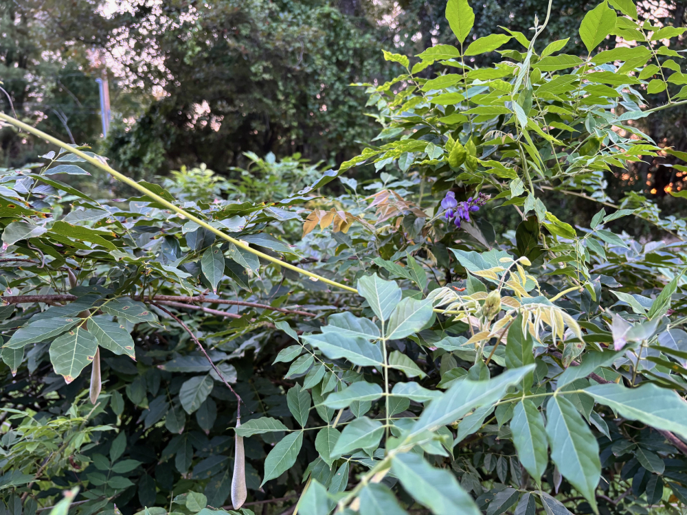 Wisteria bush that inspired the author's reflection (Kelly Williams)