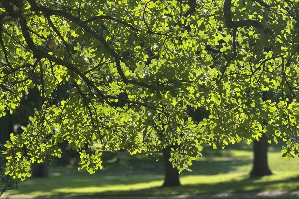 Jardín en el Monasterio Benedictino de Santa Escolástica, en Atchison, Kansas., Estados Unidos. (Foto: GSR/Helga Leija) 