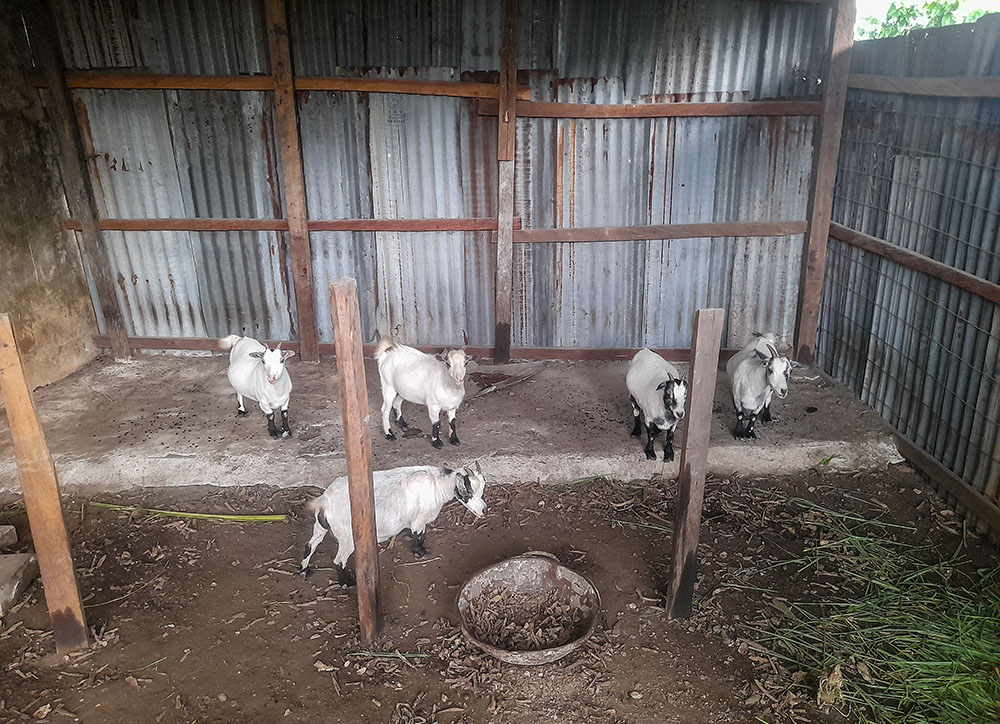 Goats reared by the Immaculate Heart sisters, whose waste is used to produce organic pesticides for eco-friendly farming in Aba, Nigeria. (GSR photo/John Chukhu)