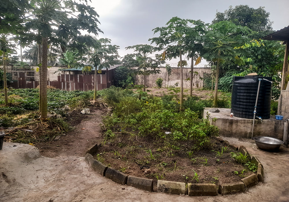 Scent leaf cultivated by the Immaculate Heart sisters as part of their organic farming practices (GSR photo/John Chukhu)