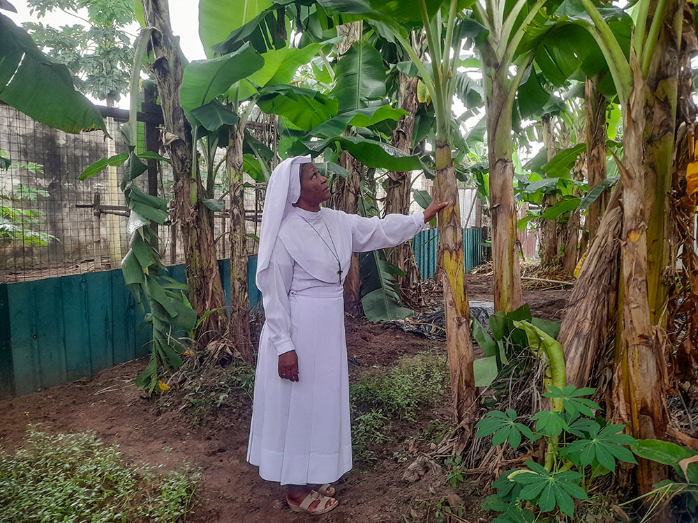 Immaculate Heart Sr. Maria Tochi Ezechukwu inspects a plantain tree at the sisters' farm in Aba, Nigeria. (GSR photo/John Chukhu)