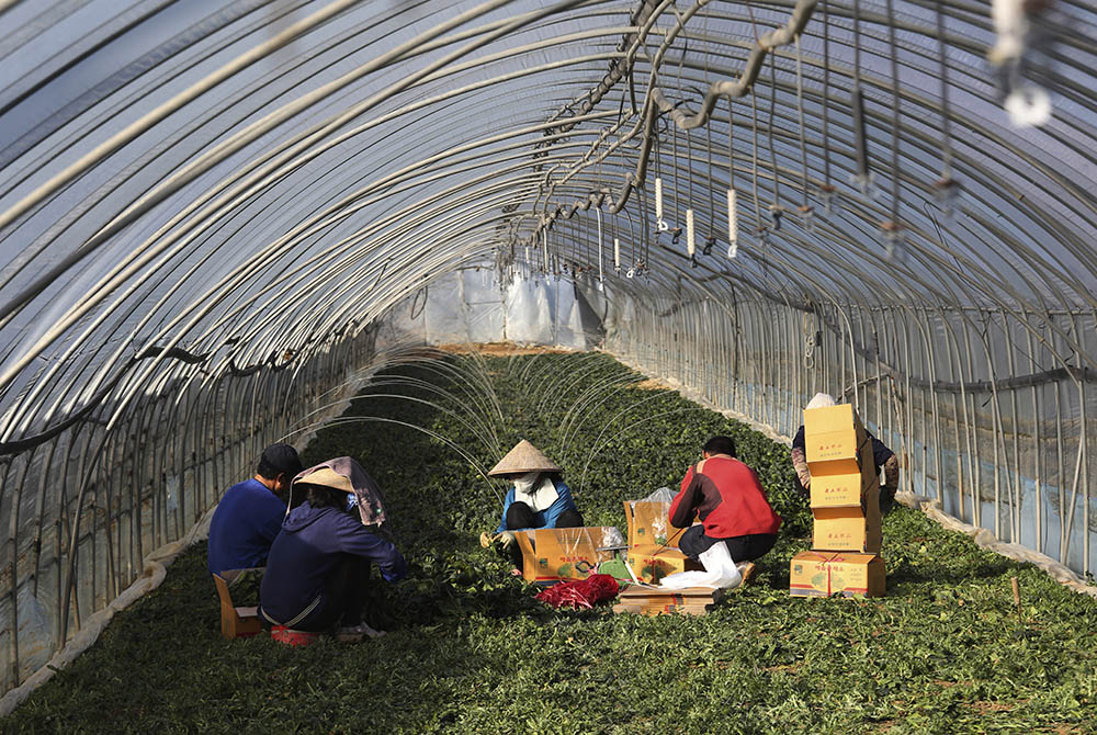 Migrant workers work inside a greenhouse at a farm in Pocheon, South Korea, on Feb. 8, 2021. (AP/Ahn Young-joon)