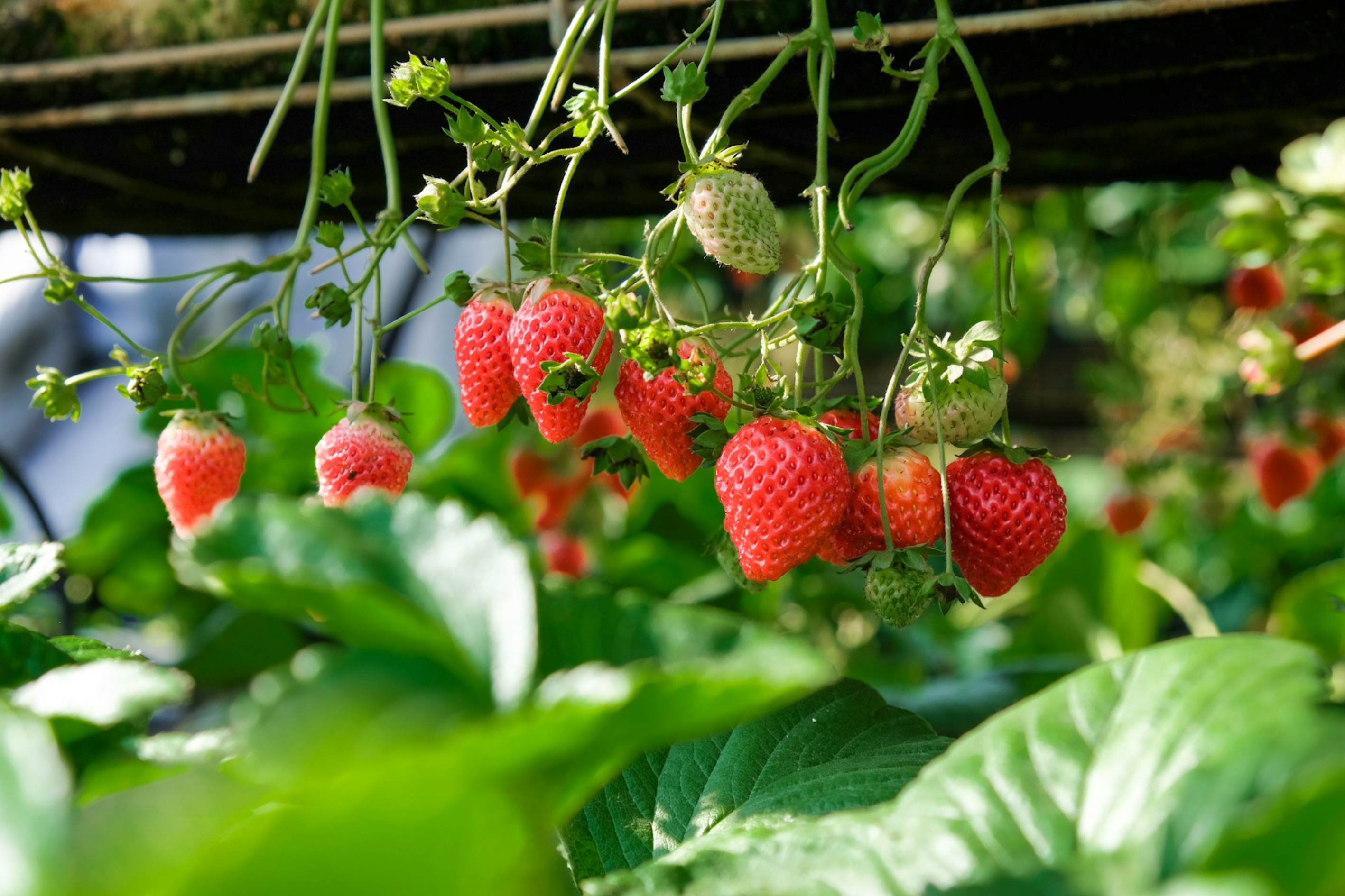 Small strawberries hanging from vines