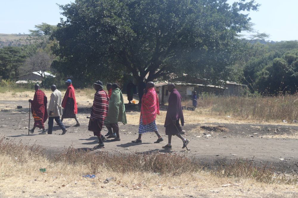 Maasai elders walk together in the Ngorongoro Conservation Area on July 8, 2023. Community leaders say they fear gathering in groups because of government threats amid an ongoing eviction drive tied to tourism and conservation. (GSR photo/Doreen Ajiambo)