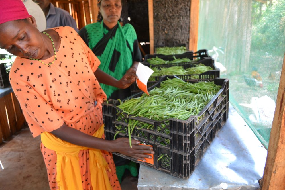 A farmer prepares crops for sale.