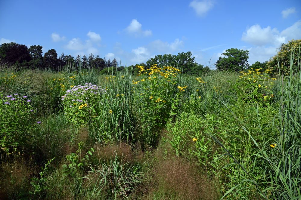 flowers in meadow