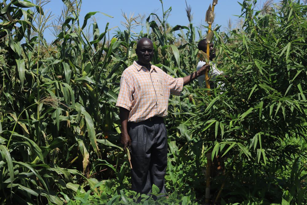 Makokha Christian, an agroforestry consultant with the U.N. Environment Programme, inspects bamboo growing alongside maize on a farm in Mau Mau village.