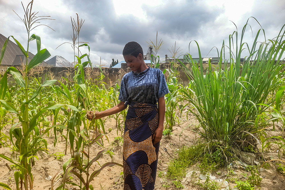 Msendoo Terwase inspects a maize plant at a farm in the Ichwa camp for internally displaced people in Benue State, Nigeria. Terwase told Global Sisters Report, "The words of encouragement from the sisters have helped me so far." (John Chukwu)
