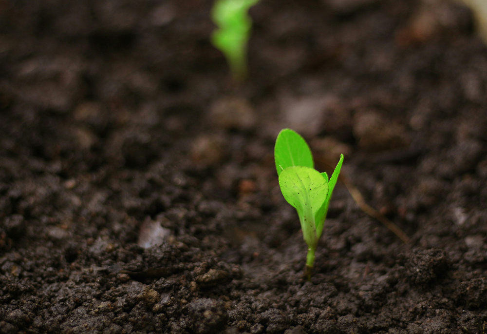 A plant seedling is pictured growing out of soil. (Unsplash/Daniel Dan)