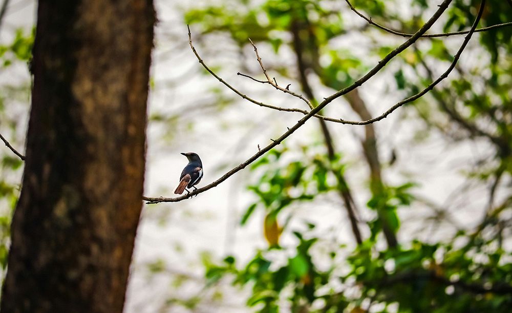 A bird perched on a bare branch in the woods (Unsplash/Soonam Wooeser)