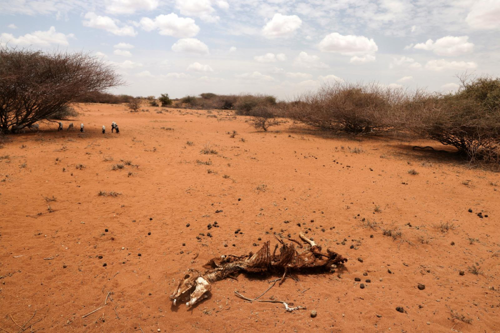 The carcass of a donkey lies on the dried-up ground near the town of Kargi, Kenya, Oct. 9, 2021. (CNS/Reuters/Baz Ratner)