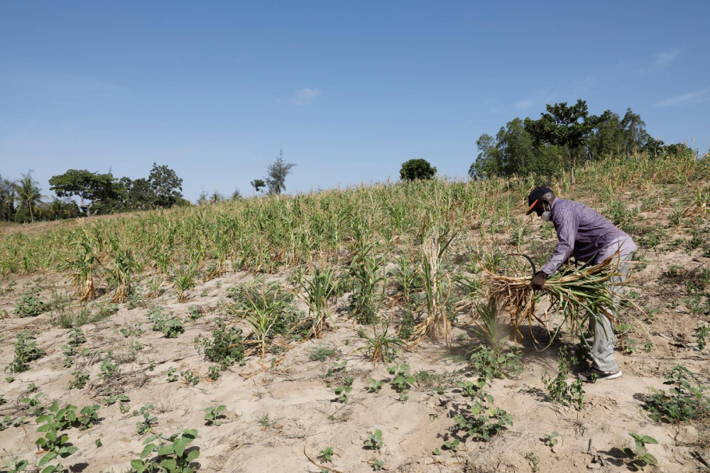 Kenyan farmer Bernard Mbithi uproots a field where he was growing corn that failed because of a drought in Kilifi, Feb. 16, 2022. (CNS/Reuters/Baz Ratner)