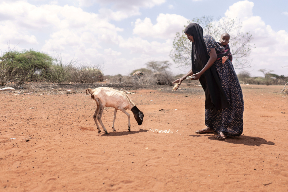 A woman feeds her goat outside her house amid the lack of grazing lands in the drought-stricken town of Wajir, Kenya, Dec. 2, 2021. (CNS/World Food Program handout via Reuters)