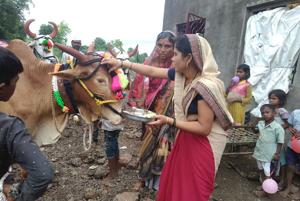 Pola is a thanksgiving festival celebrated by farmers in Maharashtra and Chhattisgarh, India, to acknowledge the importance of bulls and oxen, who are a crucial part of agriculture and farming activities. (WIkimedia Commons/Advmonalipatil)