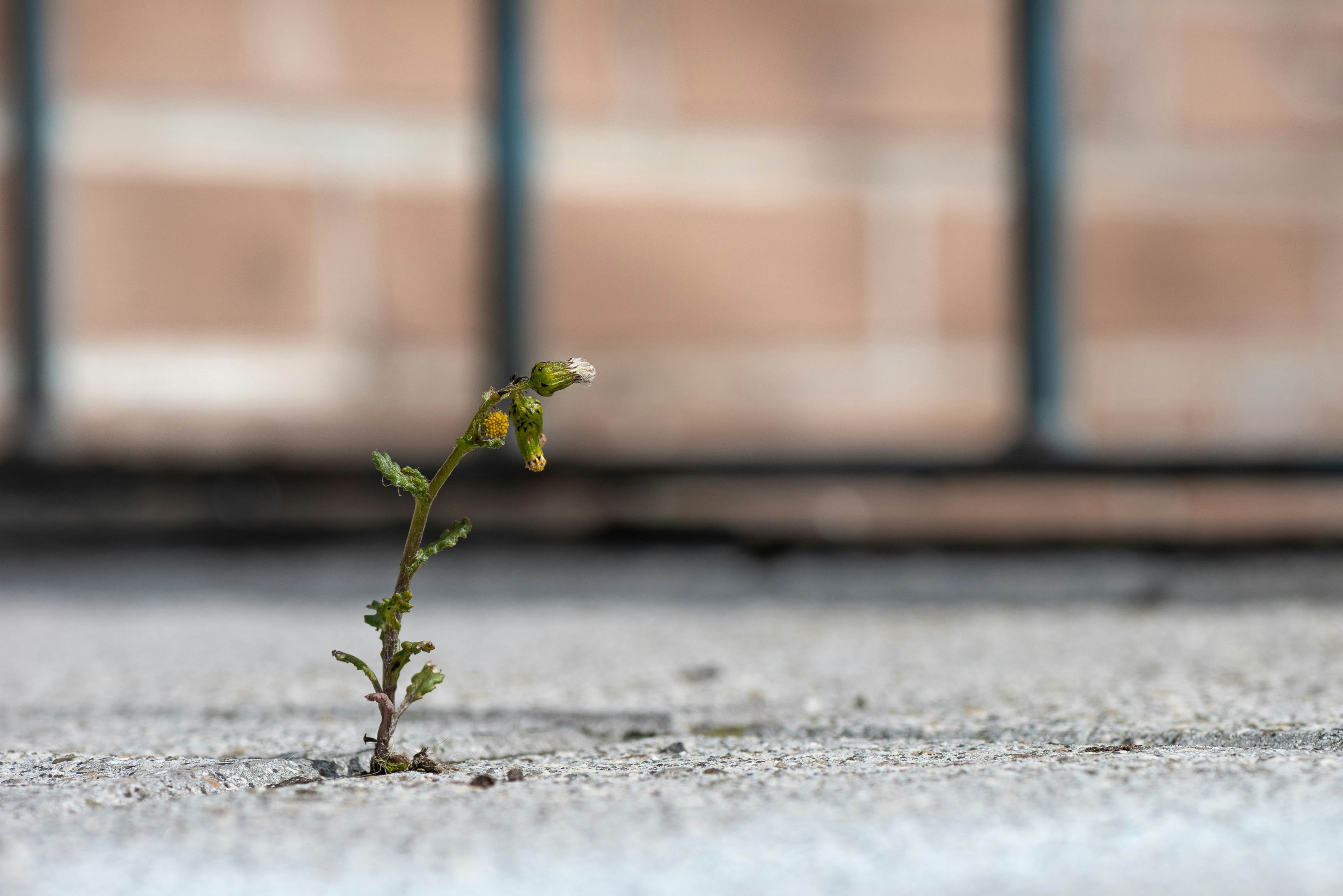 Una pequeña planta se abre paso entre las juntas de un piso de concreto, recordándonos que la esperanza del Adviento no es pasividad, sino entrega: levantar la cabeza y abrir los ojos a la vida que surge incluso en lo inesperado. (Foto: Unplash/Elisa Calvet)