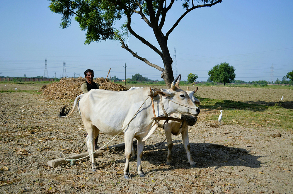 A farmer plows with his oxen in Kanpur, Uttar Pradesh, India (Unsplash/Varun Verma)