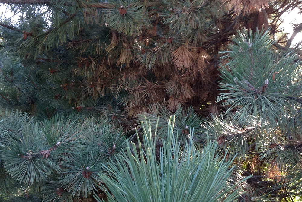 Pictured is the first sign that the Austrian pines along the back of the lot were diseased and would have to be cut down. (Provided photo)