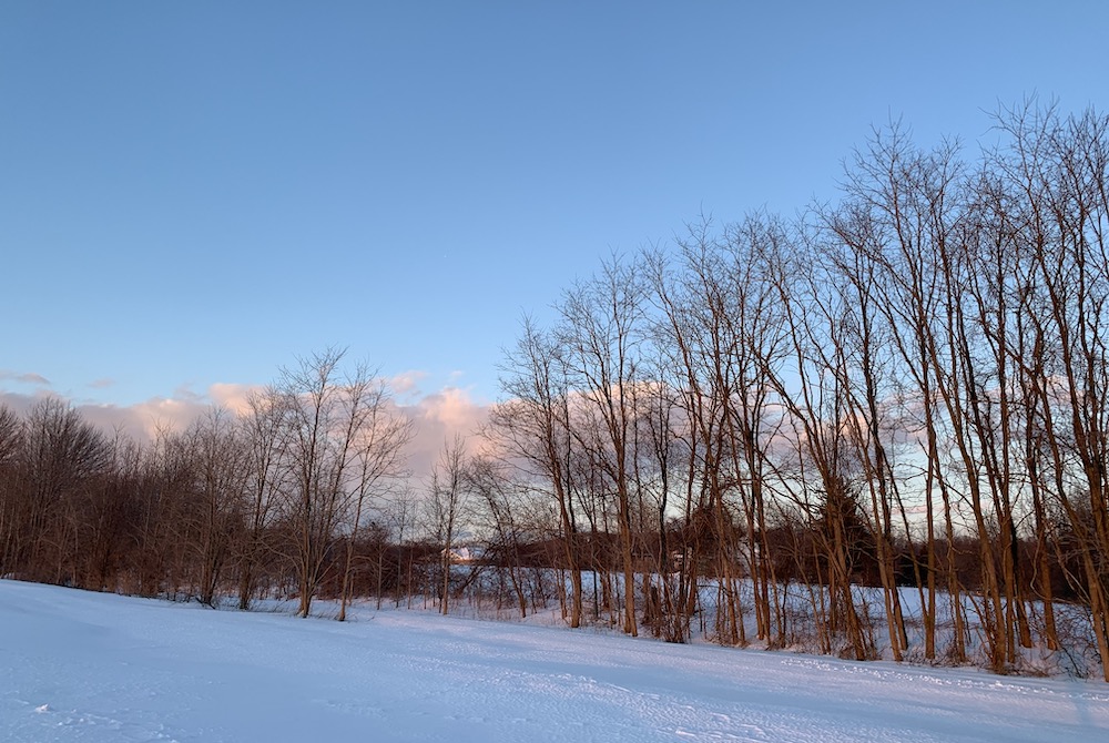 Bare trees in the snow