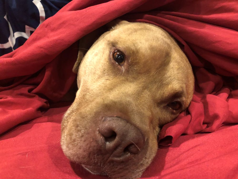 Zod peeks out from the bedsheets. He's one of 10 puppies (plus their mom) that Maureen K. Day's family fostered. (Courtesy of Maureen K. Day)