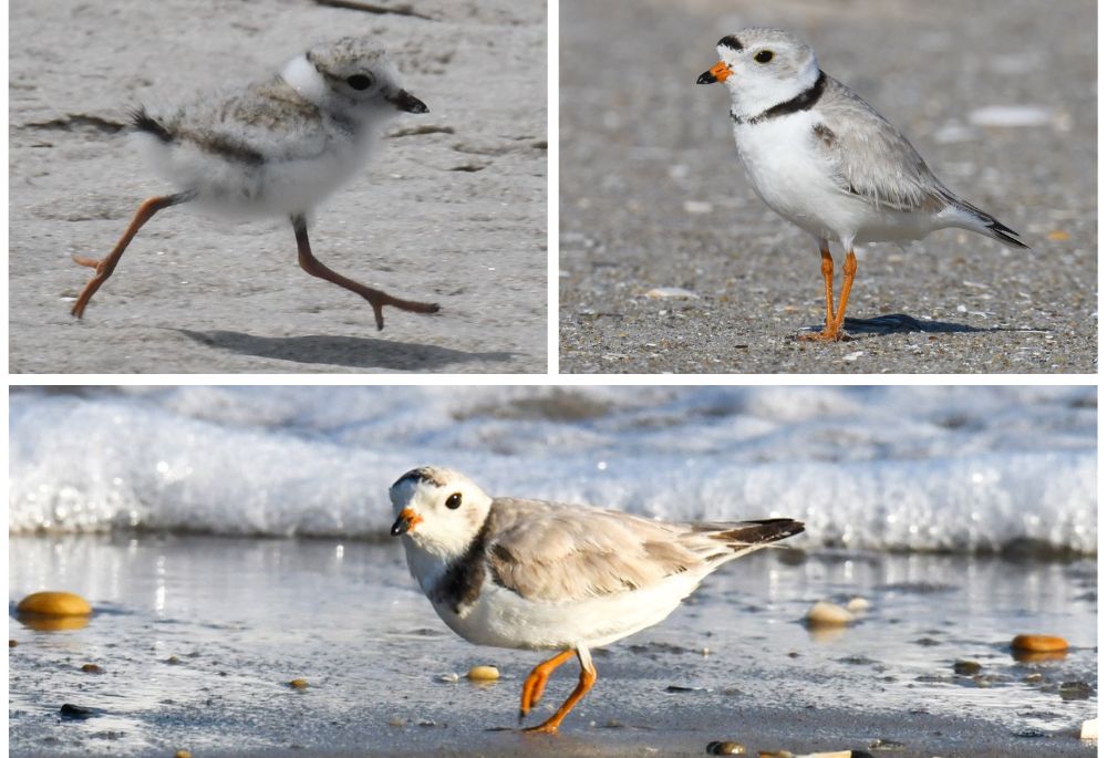 A community of volunteers in New York City has formed to protect the piping plover, a threatened bird species found on many of the area's beaches in the Gateway National Recreation Area.(NCR/NYC Plover Project) 