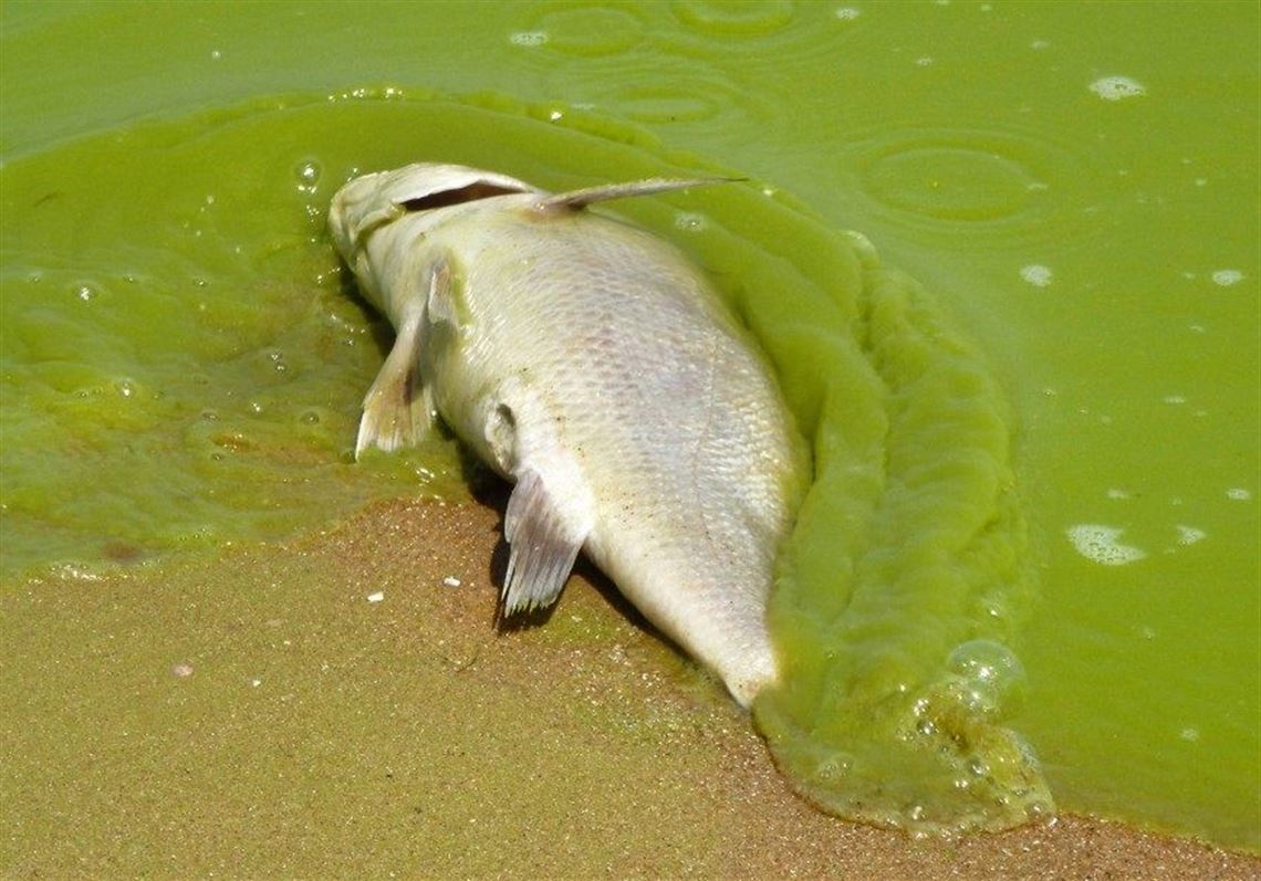 A dead fish on the shore of Lake Erie is covered by a green wave of algae. (Courtesy of NOAA)