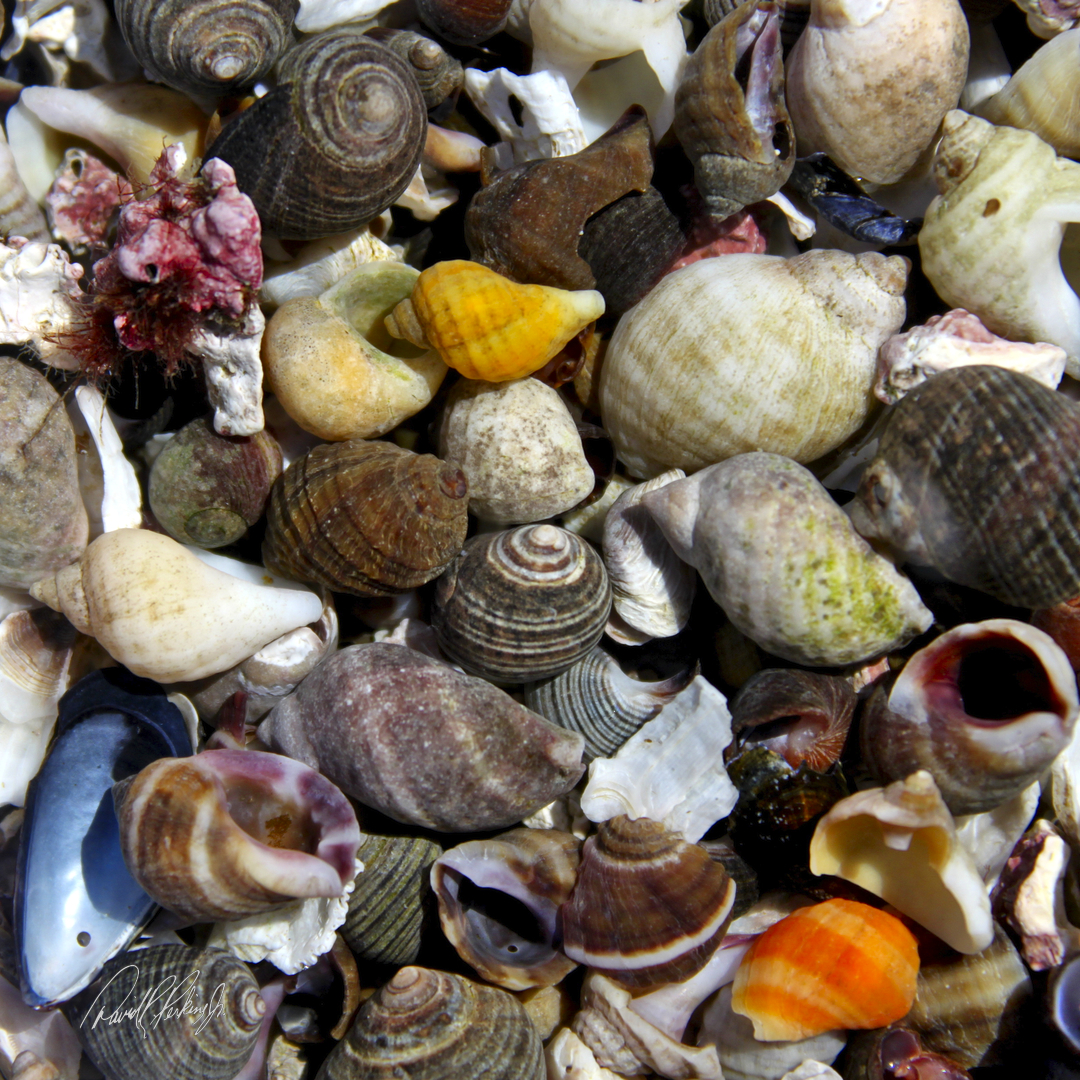 sea shells