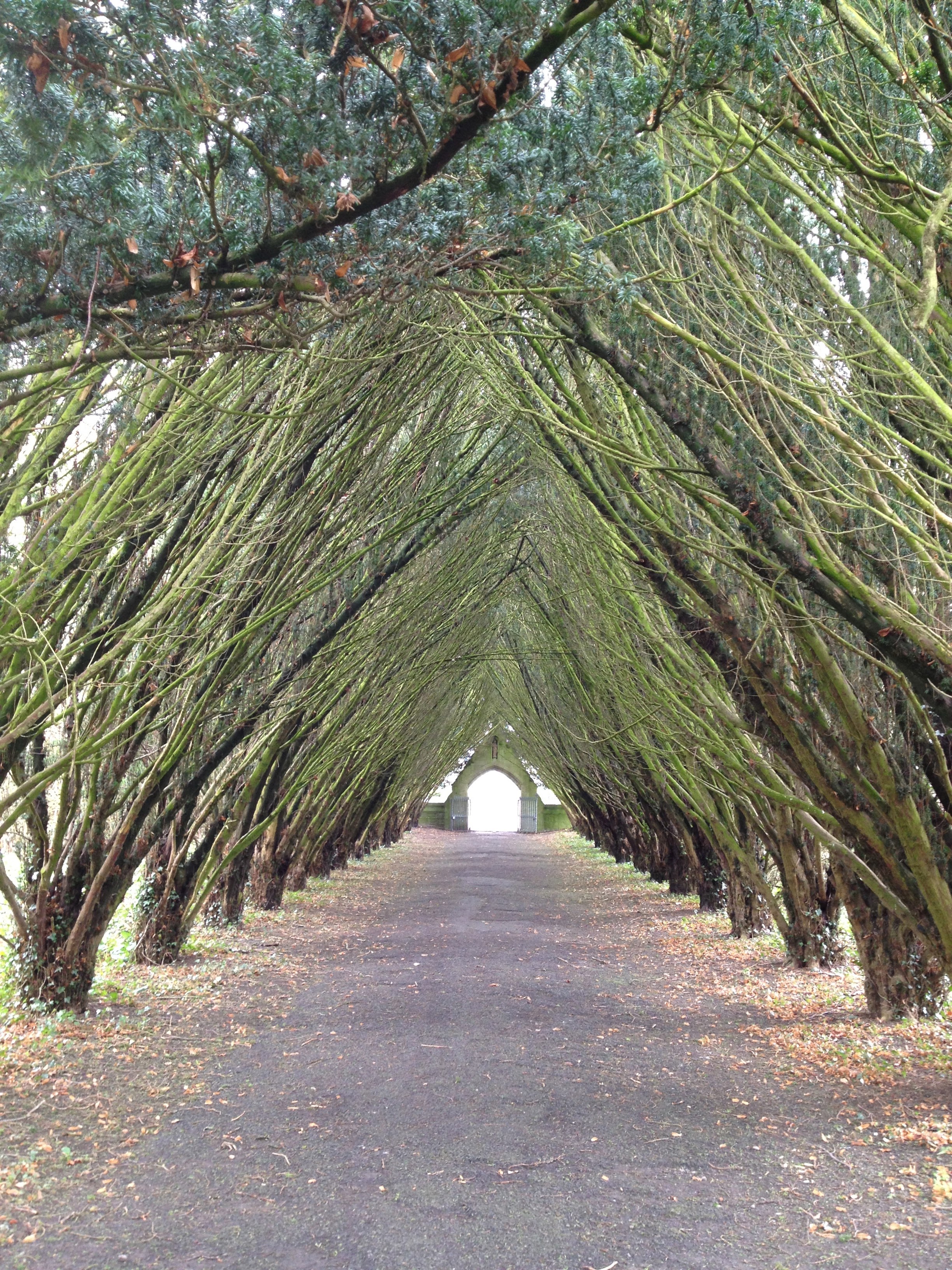 arch of trees