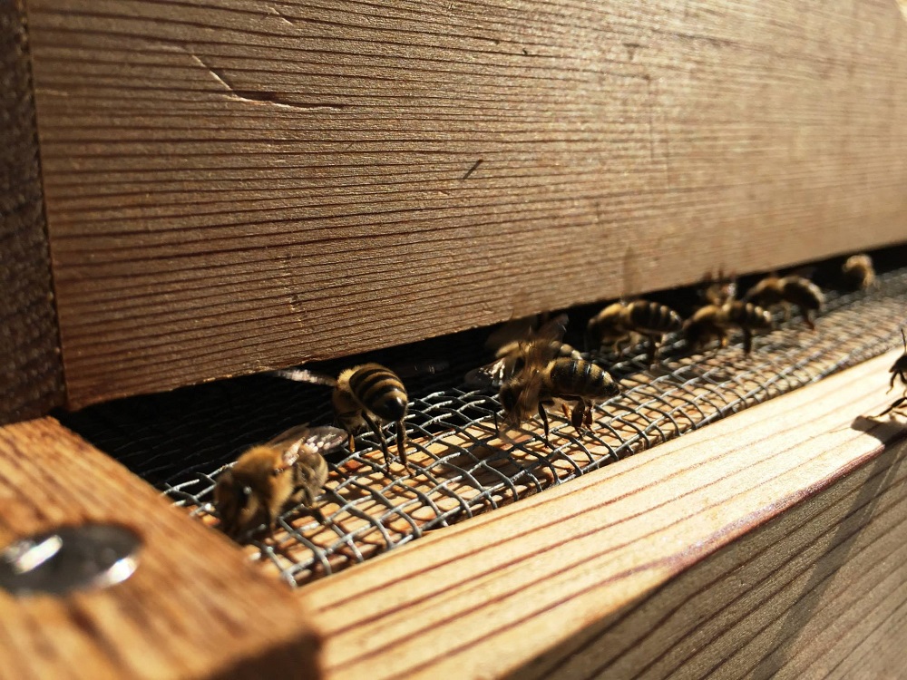 As many of 50,000 honeybees can be found buzzing in each of Gonzaga University's three hives. As many of 50,000 honeybees can be found buzzing in each of Gonzaga University's three hives.