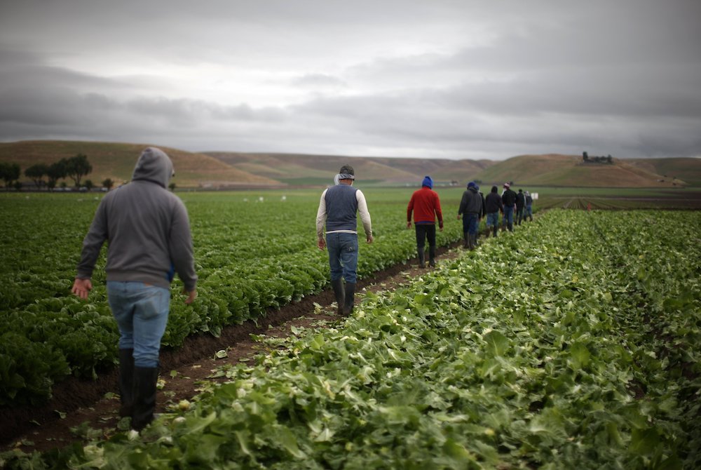 Migrant farmworkers with H-2A visas harvest romaine lettuce in King City, California, April 17, 2017. (CNS/Reuters/Lucy Nicholson)