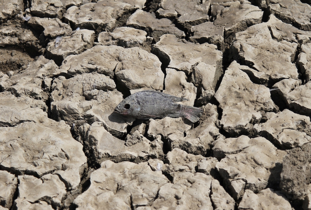 A dead fish lies on the partially dried-up bed of Choursiyavas Lake near Ajmer, India, in June. Rising temperatures due to climate change are likely to reduce and shift the habitable regions of the planet. (CNS photo/Himanshu Sharma, Reuters)