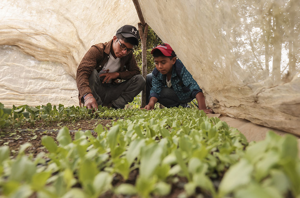 Nery Eliezar García Martínez, 18, and Elías Esaú García Martínez, 13, observe a lettuce plant nursery in their father's farm in El Ciprés, Opatoro, Honduras.