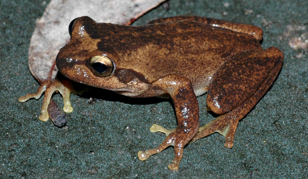 A Littlejohn's tree frog, one of the species severely affected by bushfires in Australia (Wikimedia Commons/Froggydarb) A Littlejohn's tree frog, one of the species severely affected by bushfires in Australia (Wikimedia Commons/Froggydarb)