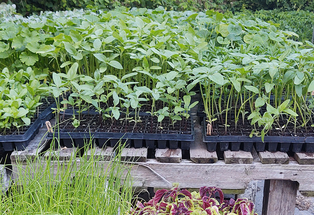 Seedlings are grown to be planted in the fields for the Three Sisters Garden Project, whose mission is to make locally grown food available to all. (Eileen Burns)