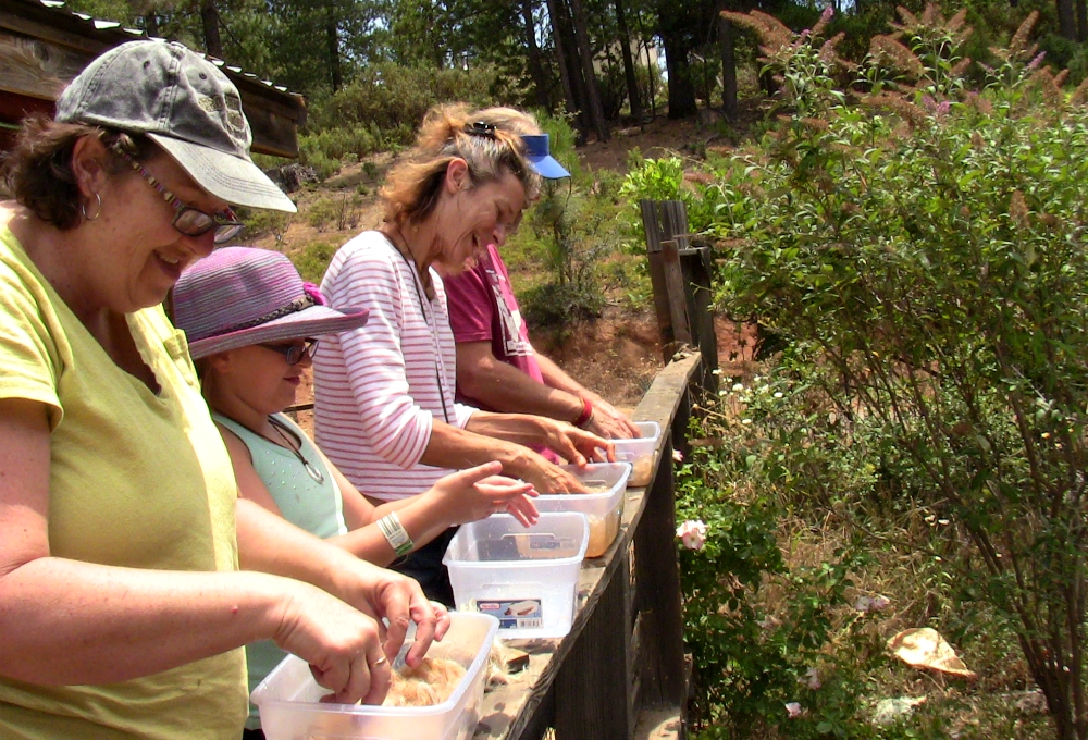 At Earth Abides Catholic Worker Farm in Sheep Ranch, California, Mara Rosenhart teaches adults and children to dye alpaca wool at a Farm-To-Fiber craft workshop retreat in 2015. (Courtesy of Trinity Nuclear Abolition/Marc Page-Collonge)