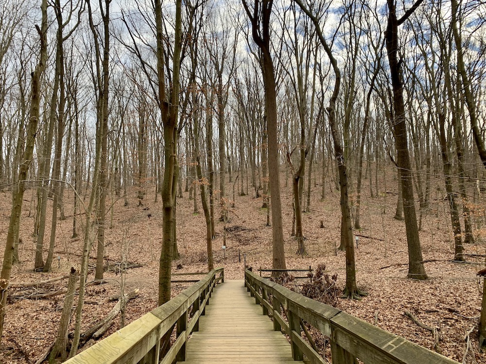 One of my favorite ways to spend my time in 2020 was hiking. This local trail is part of the amazing Monmouth County Park system. (Maddie Thompson)