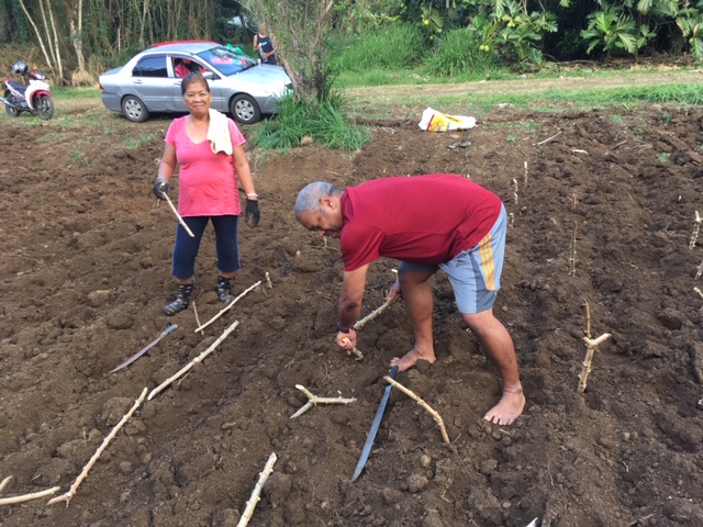 The Fiji Catholic group plants tapioca roots on land given by Sr. Elizabeth Browne-Russell's sister for growing food. (Elizabeth Browne-Russell)