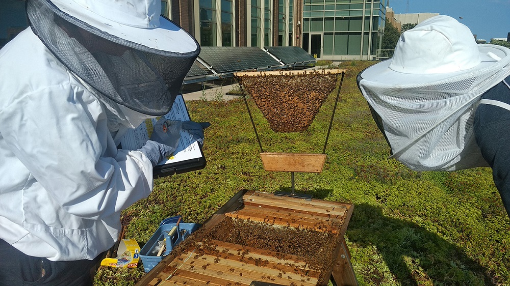 Libby Maddox, a senior at Marquette University and Bee the Change coordinator, inspects a honeybee hive located atop the green roof of Engineering Hall in August. Libby Maddox, a senior at Marquette University and Bee the Change coordinator, inspects a honeybee hive located atop the green roof of Engineering Hall in August.