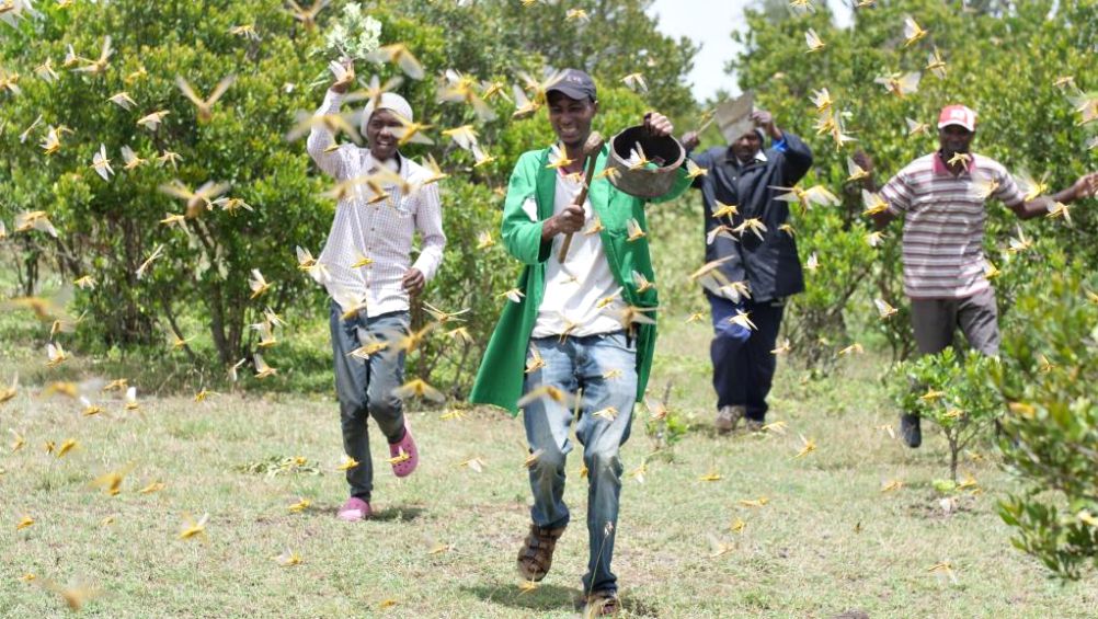 Residents of Mahiga-Meru village chase desert locusts using old aluminum cooking pots, iron sheets and twigs in Laikipia County, Kenya, Feb. 25. (Thomson Reuters Foundation/Dominic Kirui)