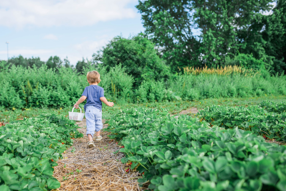 A child carrying a small basket walks down a garden path. (Unsplash/Paige Cody)