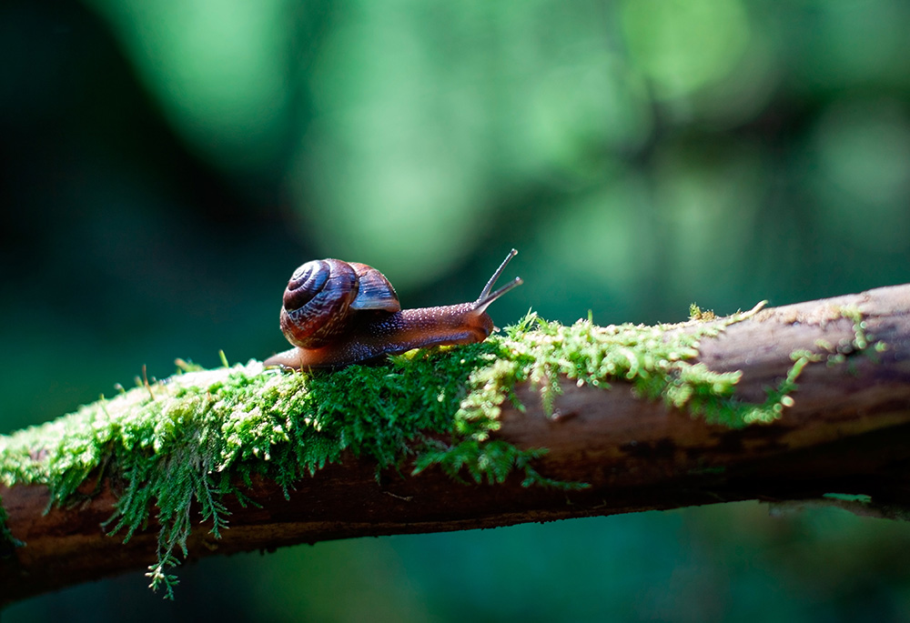 Snail (Unsplash/Pavlenko)