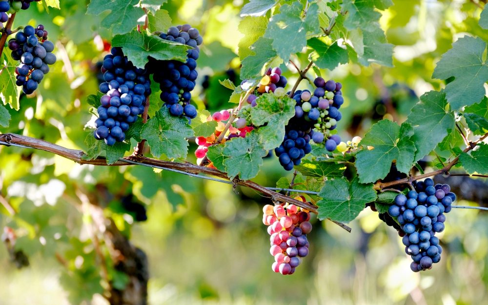 Vineyard (Unsplash/Samuel Zeller) Vineyard (Unsplash/Samuel Zeller)