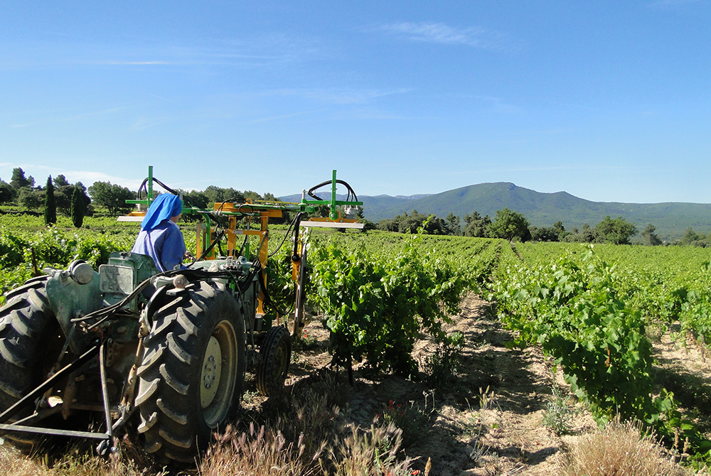 A Benedictine sister on a tractor, working in the vineyard of Abbaye Notre-Dame de Fidélité de Jouque to prepare for grape-harvesting. The abbey produces several types of wine that are sold internationally. (Courtesy of Abbaye Notre-Dame de Fidélité de Jo