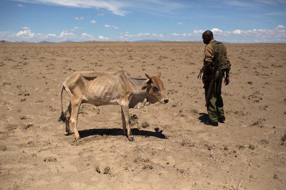 A Kenyan soldier looks at a cow during a drought in 2013. Water scarcity is expected to be a key cause of future climate migration. (CNS photo/Siegfried Modola, Reuters)
