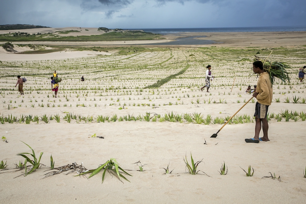 Community members plant sisal on sand dunes to stabilize them in rural Madagascar in 2019. (CNS/Catholic Relief Services/Jim Stipe) Community members plant sisal on sand dunes to stabilize them in rural Madagascar in 2019. (CNS/Catholic Relief Services/Jim Stipe)