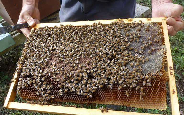 Papal beekeeper Marco Tullio Cicero shows off the honeycomb covered with worker bees making honey for the winter and Pope Francis Sept. 12 at the papal villa at Castel Gandolfo, outside Rome. (CNS/Carol Glatz)