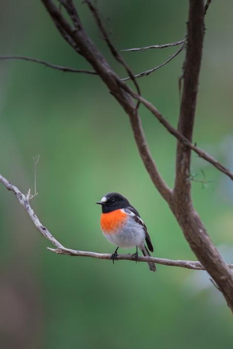 Pájaro petirrojo. (Foto: Pixabay)