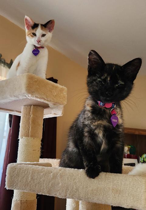 Rescue kitten siblings Snowdrop and Stardust (Jane Marie Bradish)