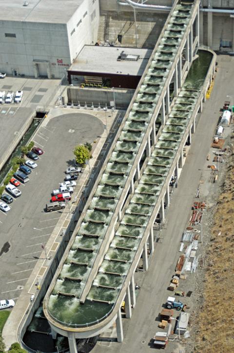 A fish ladder at Ice Harbor Dam on the lower Snake River in Washington (Wikimedia Commons/Bonneville Power)