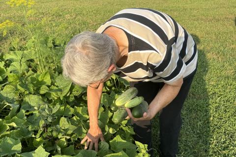 Hna. Helen Mueting, OSB, cosecha vegetales del huerto comunitario en el Monasterio del Monte Santa Escolástica en Atchison, Kansas, Estados Unidos, para donar a Caridades Católicas, donde se reparte a personas necesitadas. (Foto: Helga Leija)