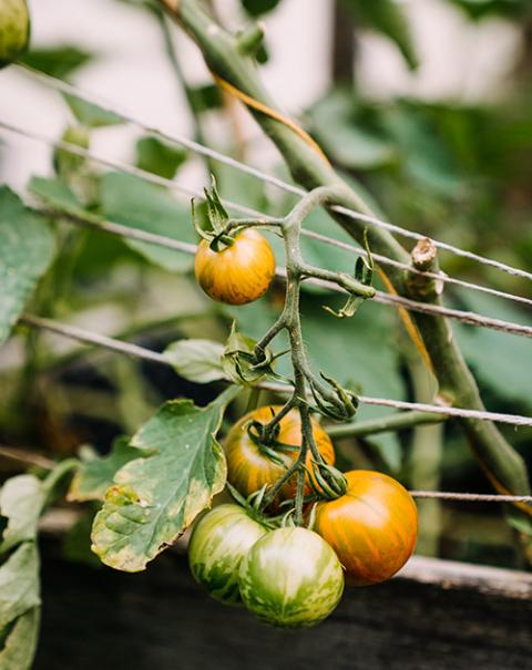 Tomatoes (Unsplash/Pascale Amez)